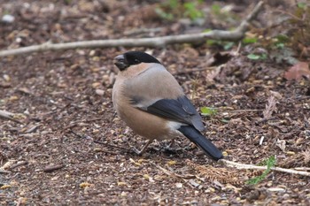 Eurasian Bullfinch Hayatogawa Forest Road Tue, 3/19/2024