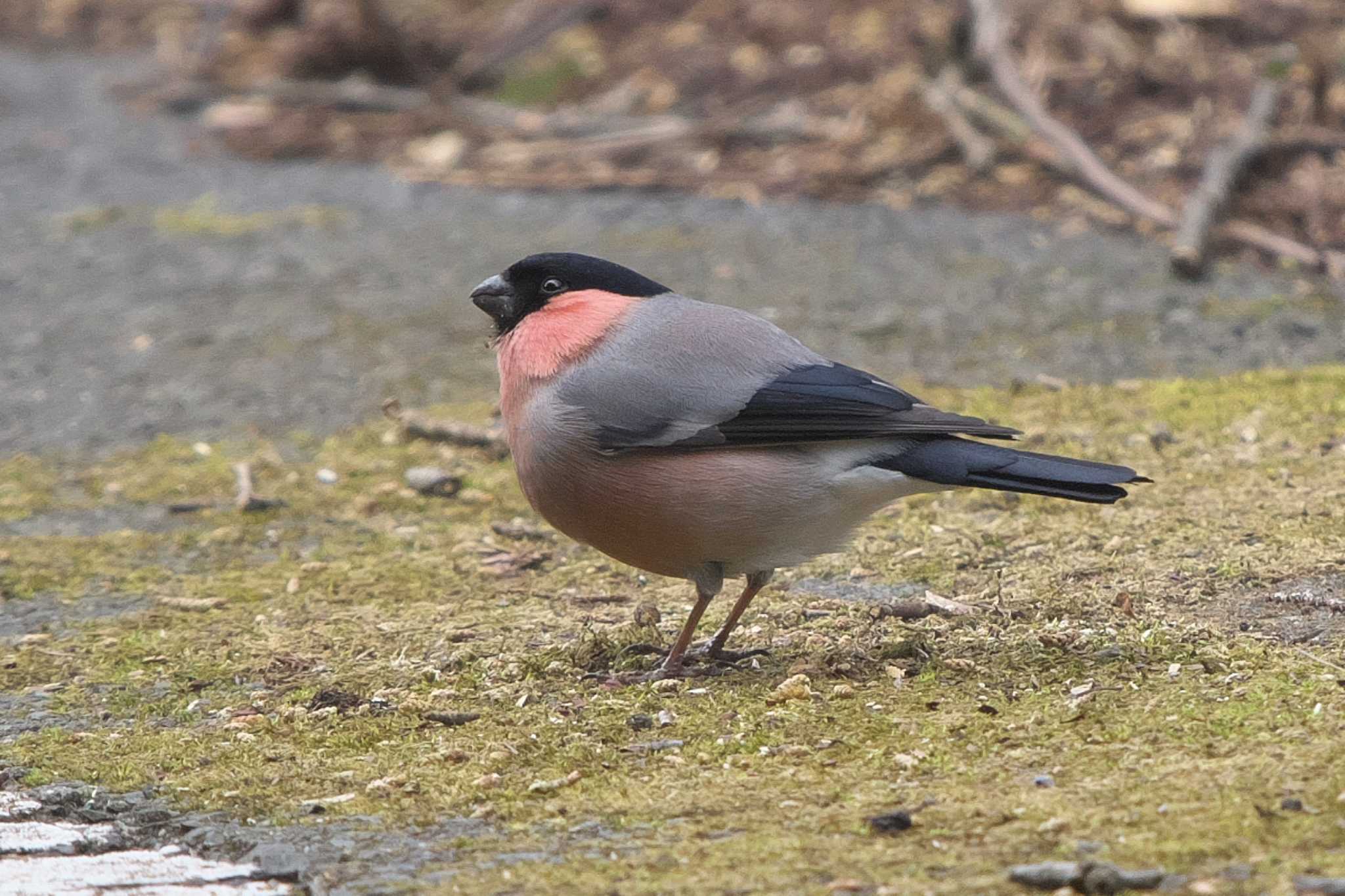 Eurasian Bullfinch(rosacea)