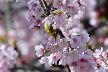 Warbling White-eye 神代植物公園 Sun, 3/17/2024