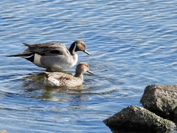 Northern Pintail 多摩川 Wed, 1/24/2024