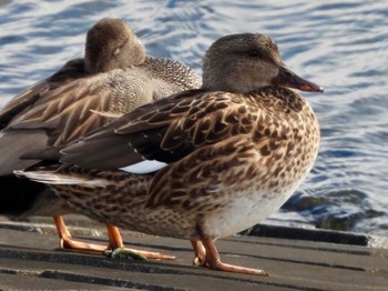 Gadwall 多摩川 Wed, 1/24/2024