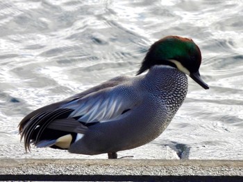 2024年1月24日(水) 多摩川の野鳥観察記録