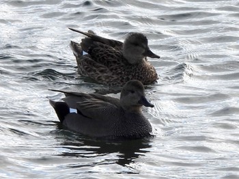 Gadwall 多摩川 Wed, 1/24/2024