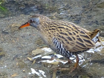 Brown-cheeked Rail 馬洗川 Tue, 3/19/2024