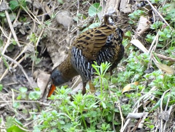 Brown-cheeked Rail 馬洗川 Tue, 3/19/2024