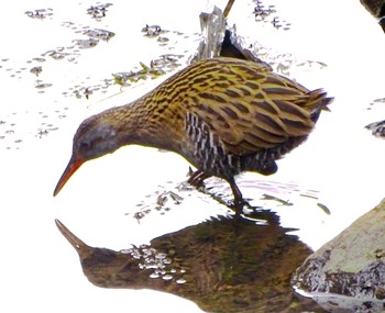 Brown-cheeked Rail 馬洗川 Tue, 3/19/2024