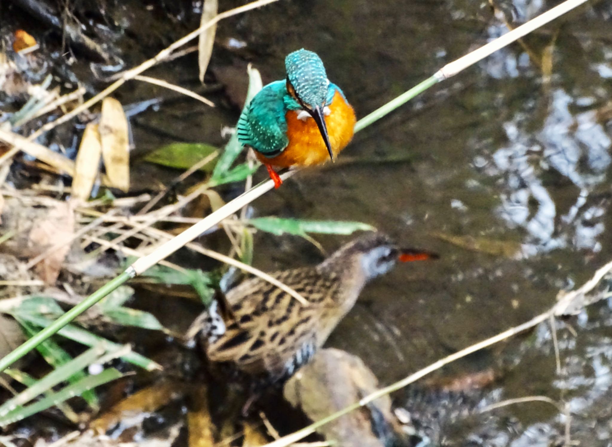 カワセミ