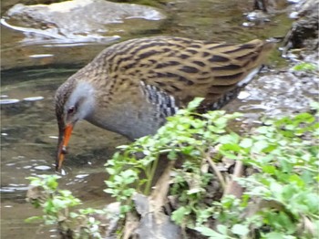 Brown-cheeked Rail 馬洗川 Tue, 3/19/2024