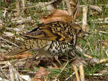 2024年3月19日(火) 舞岡公園の野鳥観察記録