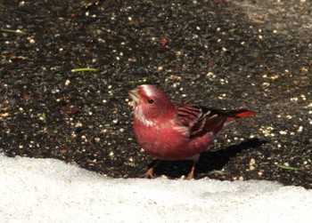 2024年3月18日(月) 埼玉県民の森の野鳥観察記録