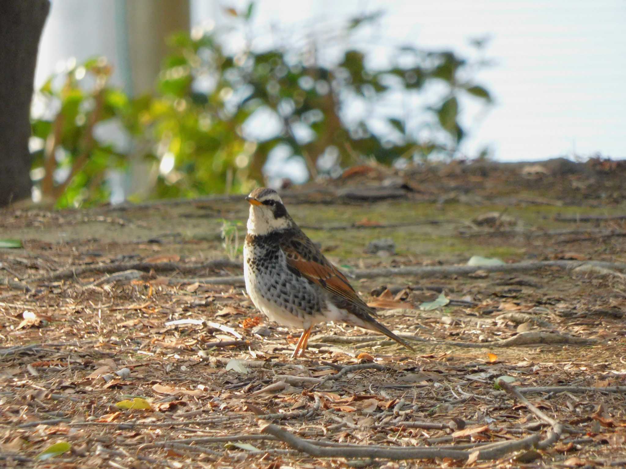 Photo of Dusky Thrush at 平和の森公園、妙正寺川 by morinokotori