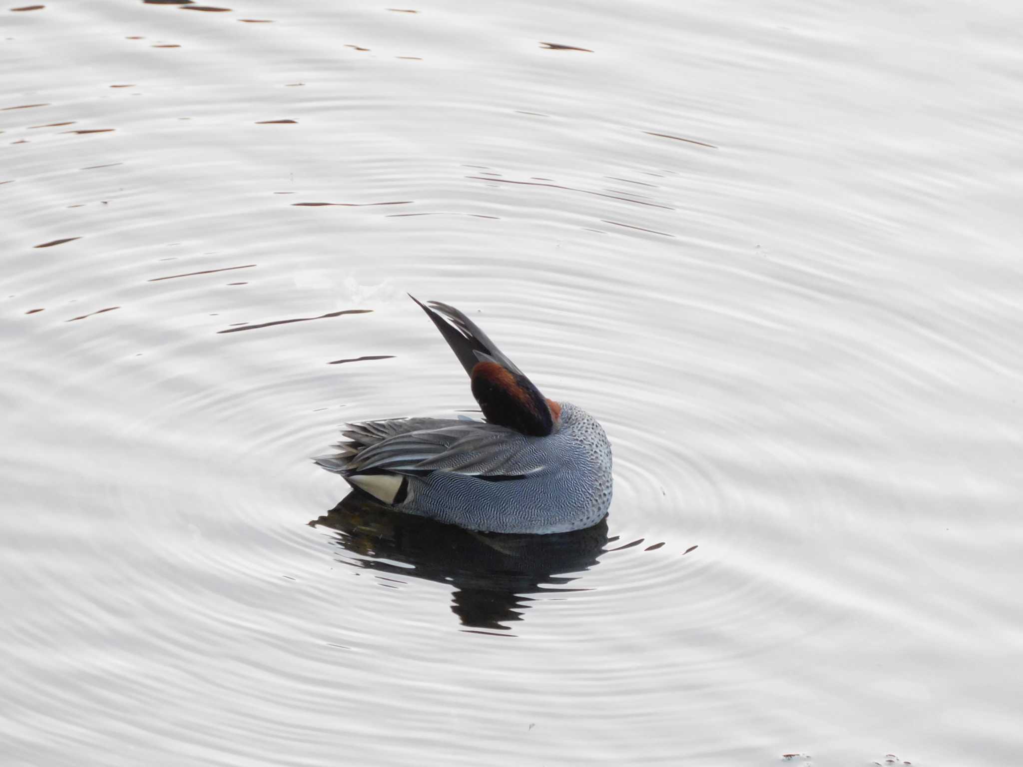 Photo of Eurasian Teal at 平和の森公園、妙正寺川 by morinokotori