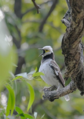 Black-collared Starling Wachirabenchathat Park(Suan Rot Fai) Tue, 3/19/2024