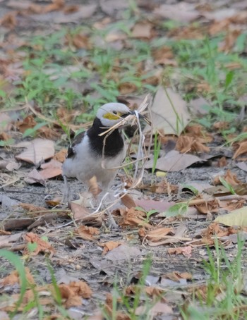 Black-collared Starling Wachirabenchathat Park(Suan Rot Fai) Tue, 3/19/2024