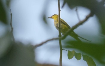 Black-naped Oriole Wachirabenchathat Park(Suan Rot Fai) Tue, 3/19/2024