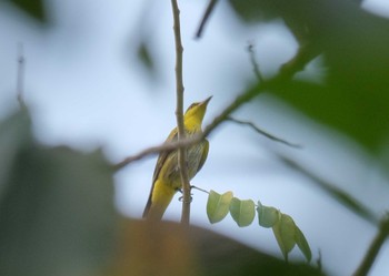 Black-naped Oriole Wachirabenchathat Park(Suan Rot Fai) Tue, 3/19/2024