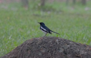 Tue, 3/19/2024 Birding report at Wachirabenchathat Park(Suan Rot Fai)