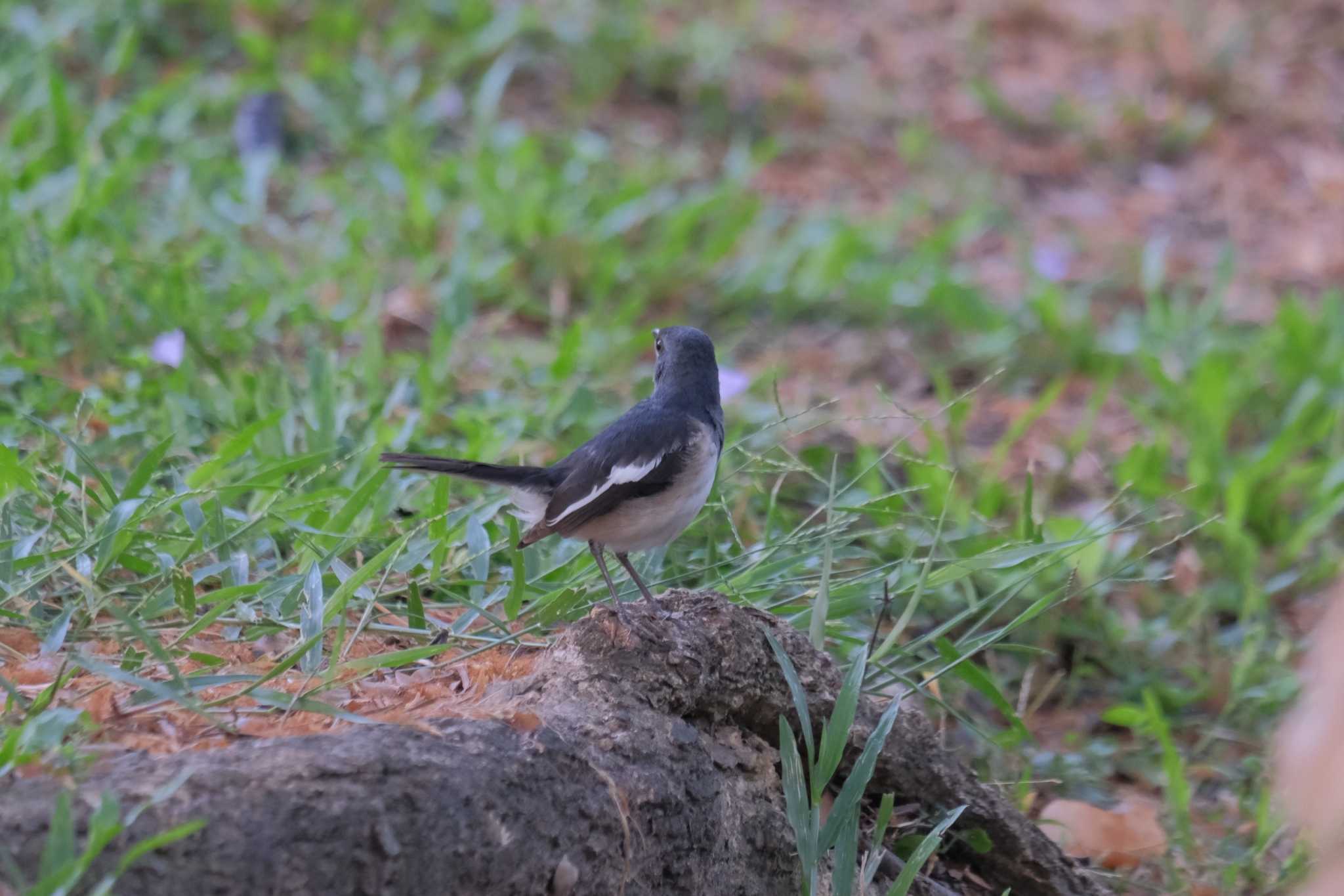 Wachirabenchathat Park(Suan Rot Fai) シキチョウの写真 by BK MY