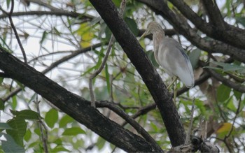 Javan Pond Heron Wachirabenchathat Park(Suan Rot Fai) Tue, 3/19/2024