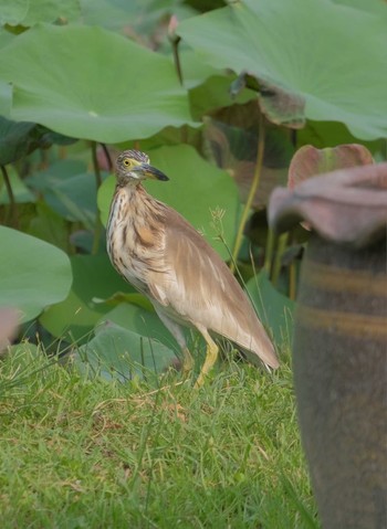 Javan Pond Heron Unknown Spots Unknown Date