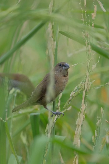 Scaly-breasted Munia Wachirabenchathat Park(Suan Rot Fai) Tue, 3/19/2024