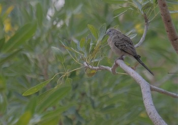 Zebra Dove Wachirabenchathat Park(Suan Rot Fai) Tue, 3/19/2024