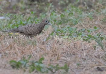 Zebra Dove Wachirabenchathat Park(Suan Rot Fai) Tue, 3/19/2024