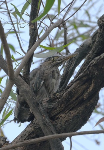 Striated Heron Wachirabenchathat Park(Suan Rot Fai) Tue, 3/19/2024