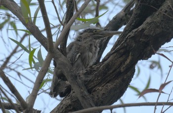 Striated Heron Wachirabenchathat Park(Suan Rot Fai) Tue, 3/19/2024