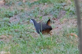 White-breasted Waterhen Wachirabenchathat Park(Suan Rot Fai) Tue, 3/19/2024