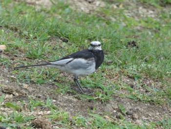 White Wagtail Nara Park Wed, 7/26/2023