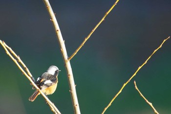 Daurian Redstart Nogawa Wed, 3/13/2024