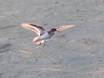 Common Sandpiper Hama-rikyu Gardens Sat, 3/16/2024