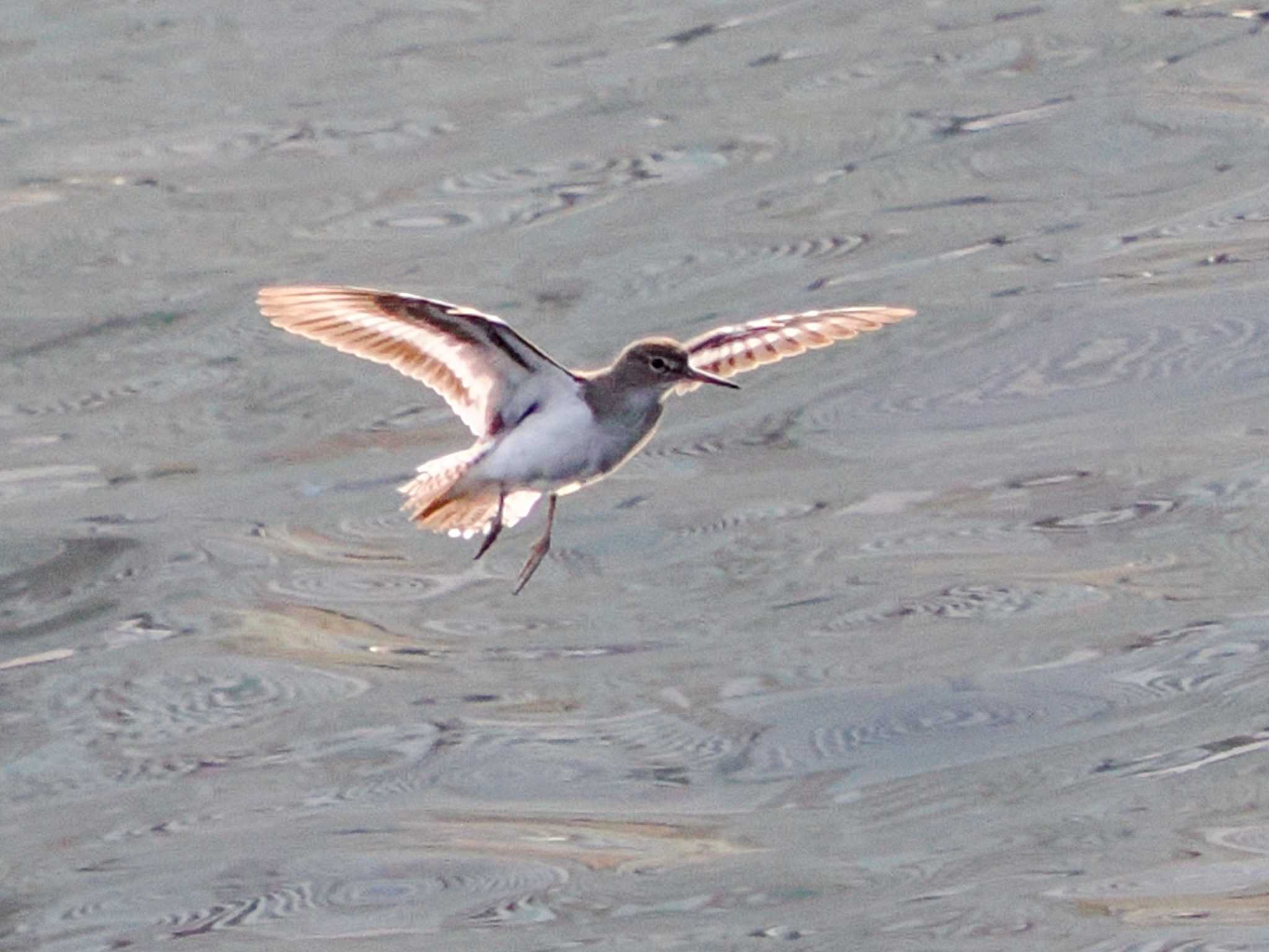 Common Sandpiper