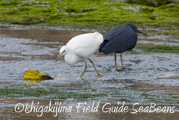 Pacific Reef Heron Ishigaki Island Wed, 12/12/2018