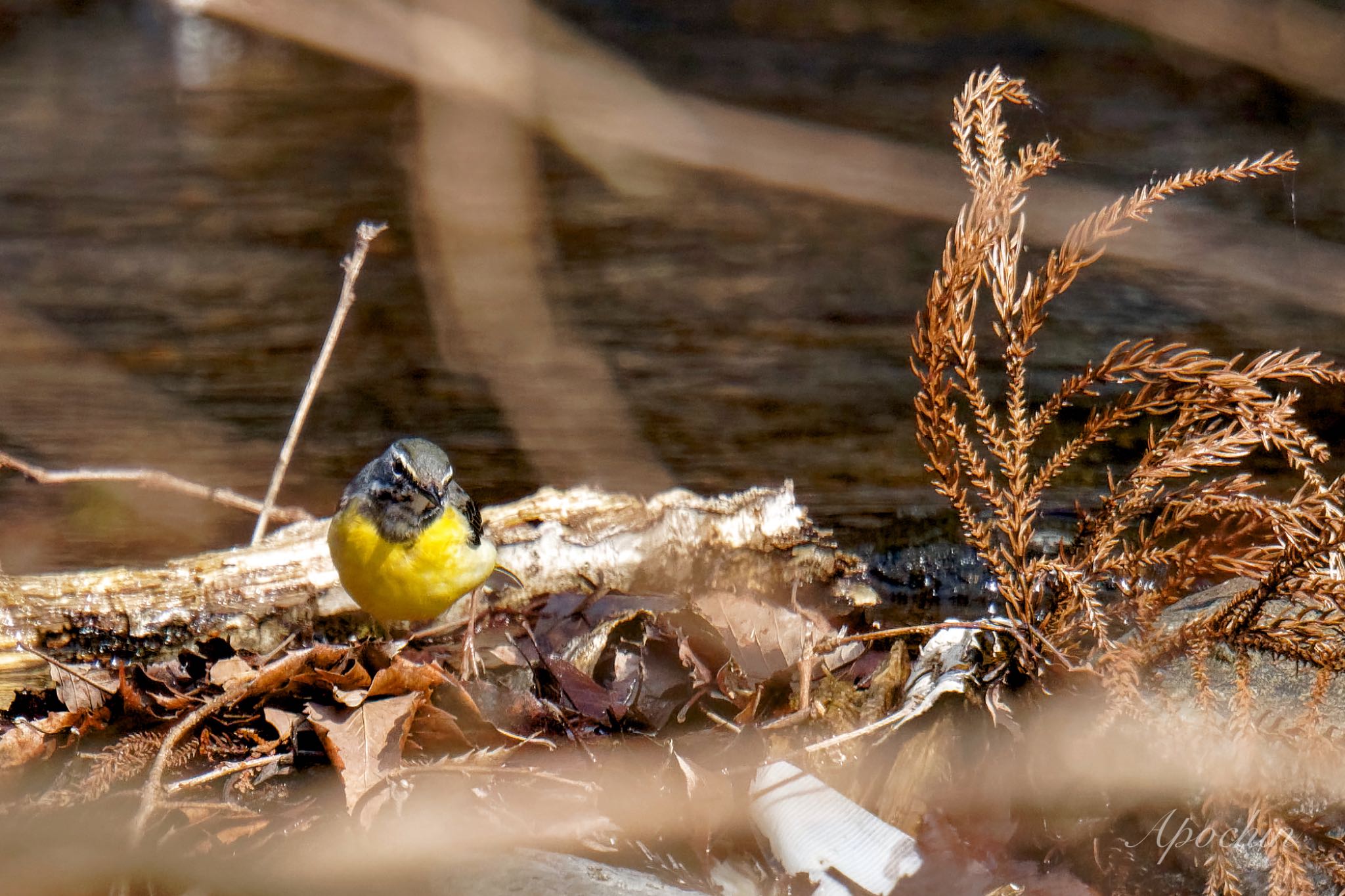 Grey Wagtail