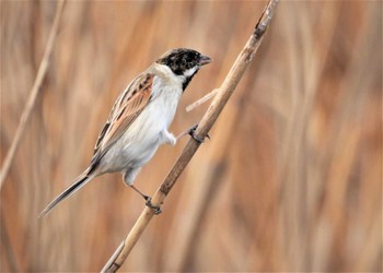 Common Reed Bunting Teganuma Tue, 3/19/2024