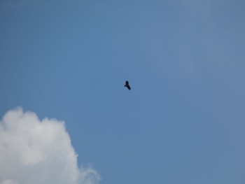 Black Kite Nara Park Wed, 7/26/2023