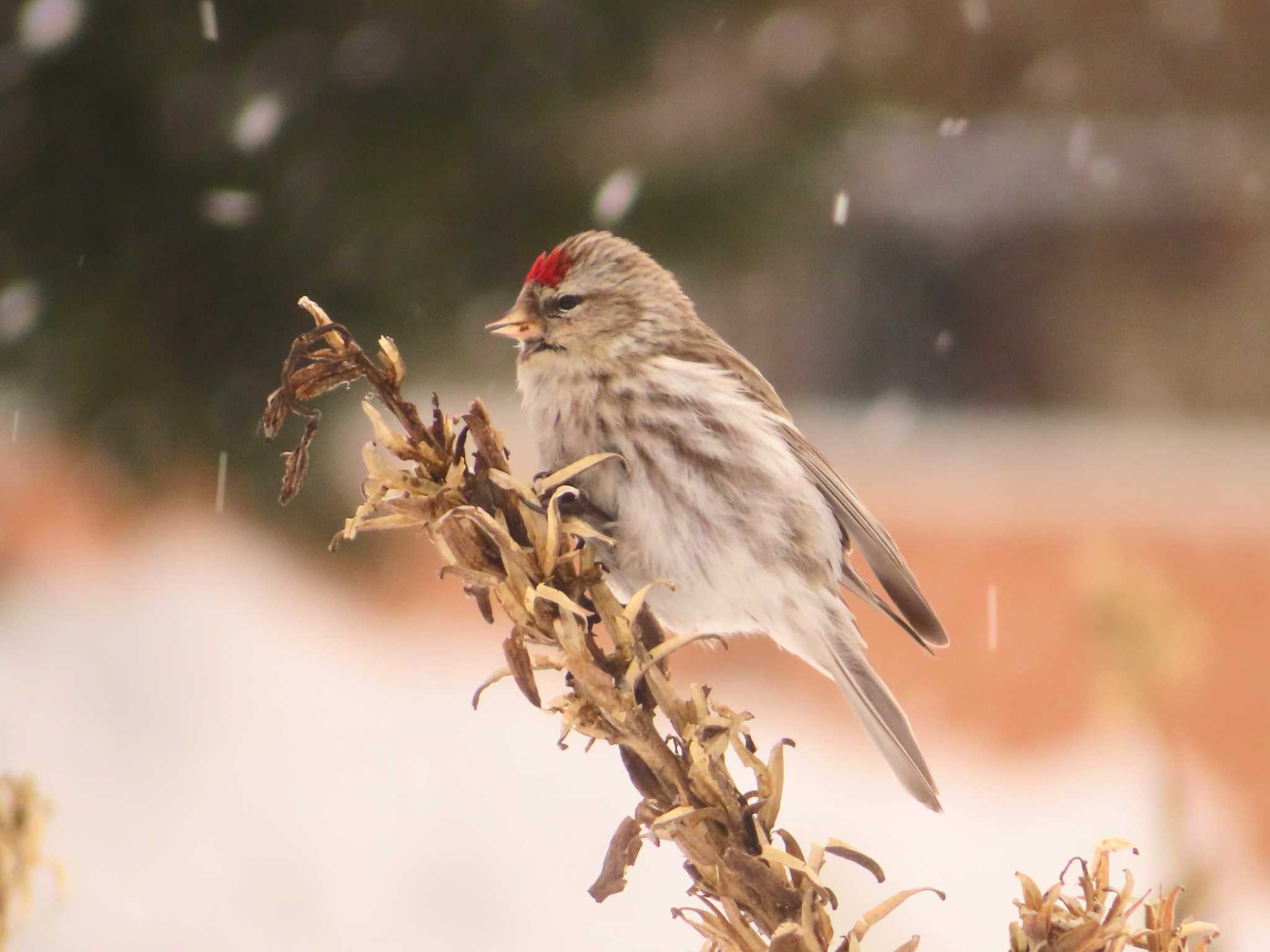 Photo of Common Redpoll at Makomanai Park by ゆ