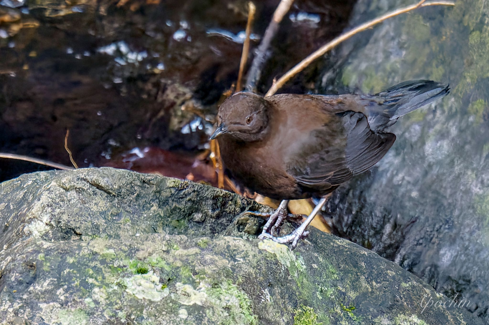 Photo of Brown Dipper at 日向渓谷 by アポちん