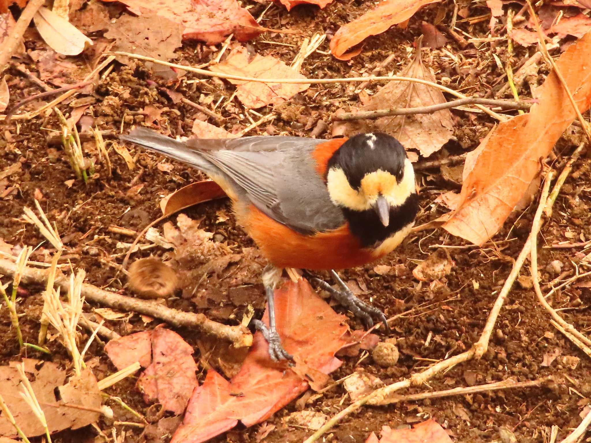 Photo of Varied Tit at Maioka Park by ゆ