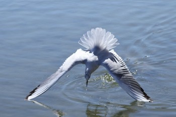 Black-headed Gull 洗足池(大田区) Sun, 3/10/2024