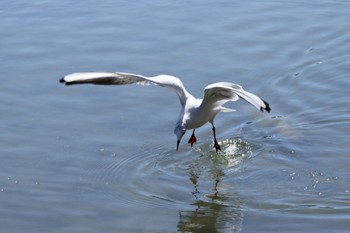 Black-headed Gull 洗足池(大田区) Sun, 3/10/2024