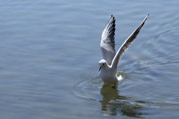 Black-headed Gull 洗足池(大田区) Sun, 3/10/2024