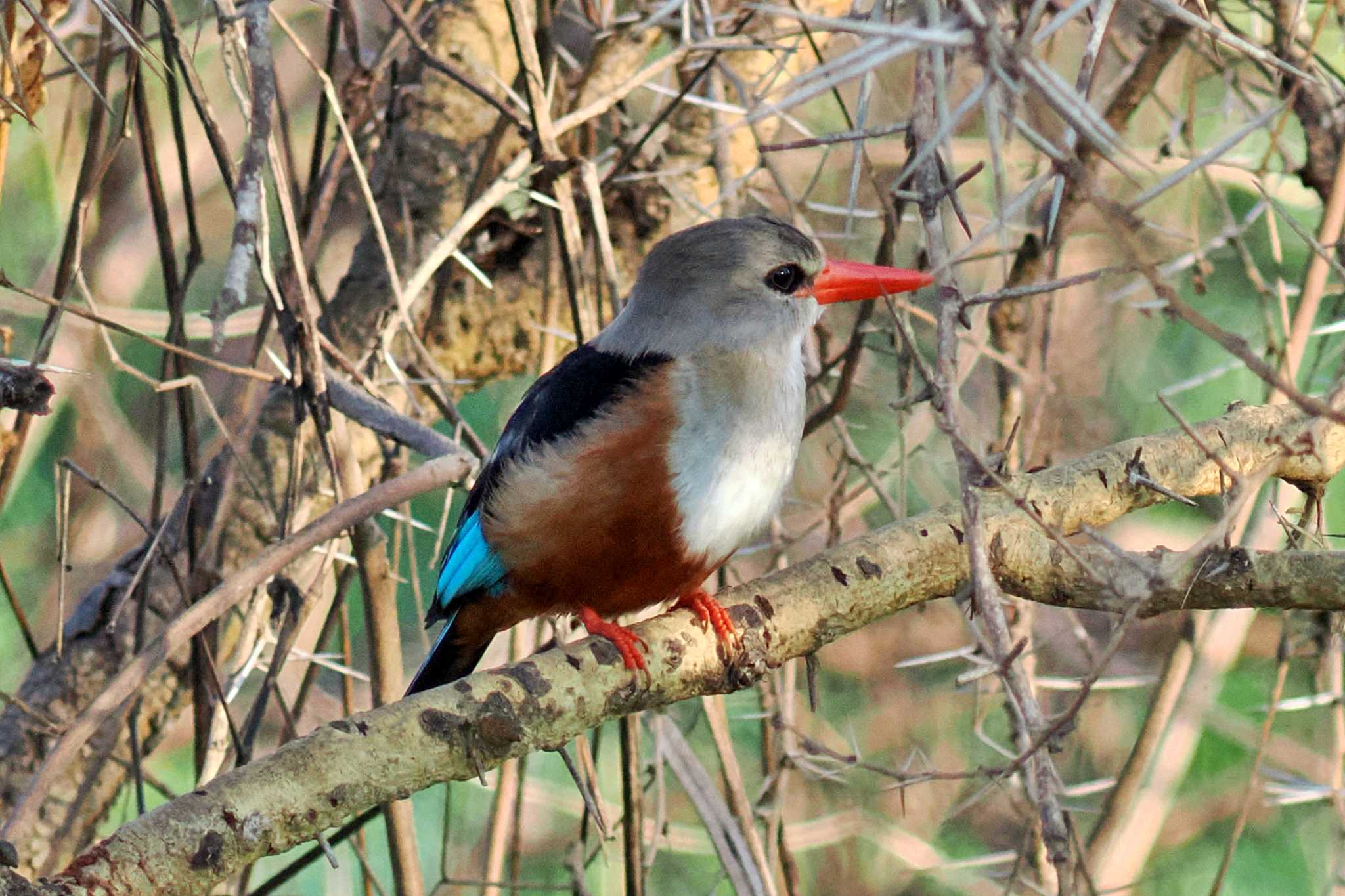Photo of Grey-headed Kingfisher at ウガンダ by 藤原奏冥