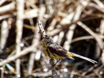 Grey Wagtail 波志江沼環境ふれあい公園 Sat, 2/24/2024