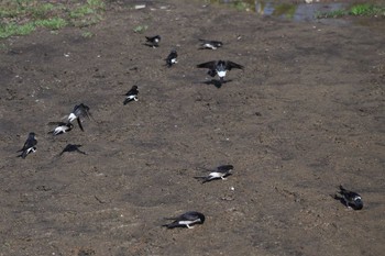 Asian House Martin Ozegahara Sat, 6/1/2019