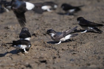 Asian House Martin Ozegahara Sat, 6/1/2019