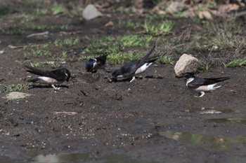 Asian House Martin Ozegahara Sat, 6/1/2019