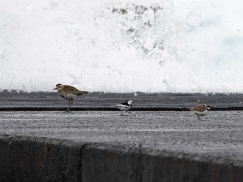 White Wagtail(leucopsis) Hachijojima Island Tue, 3/19/2024